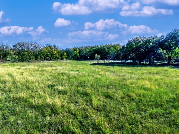 MORE BEAUTIFUL MEADOWS