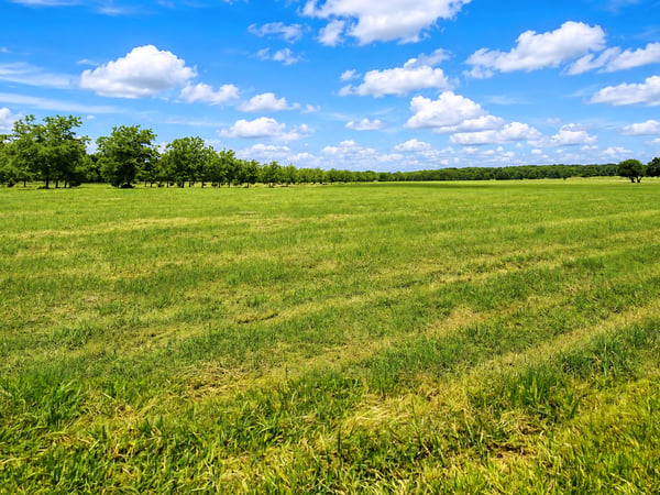 BEAUTIFUL HAY MEADOW