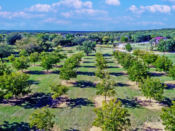 IRRIGATED PECAN ORCHARD