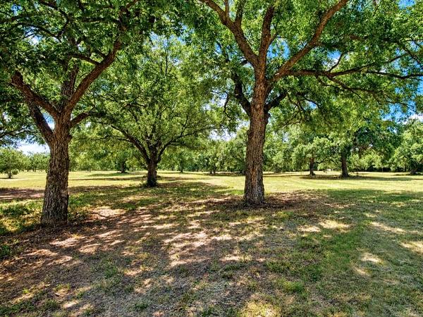 BEAUTIFUL TREES