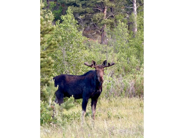 3894 Fourth of July Rd, Nederland, CO