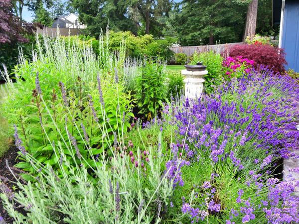 Lush garden featuring vibrant lavender and diverse plants, creating a picturesque outdoor retreat for relaxation.