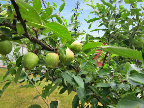 Enjoy a picturesque backyard with thriving apple trees, perfect for gardening enthusiasts and nature lovers.