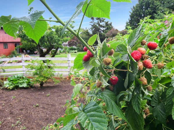Discover a spacious garden featuring vibrant raspberry plants, perfect for cultivating your own fresh produce.