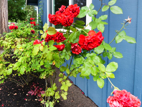 Vibrant red roses flourish next to the inviting blue exterior, enhancing the property's outdoor appeal.