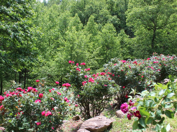 337 Roberson School Rd., Moravian Falls, NC