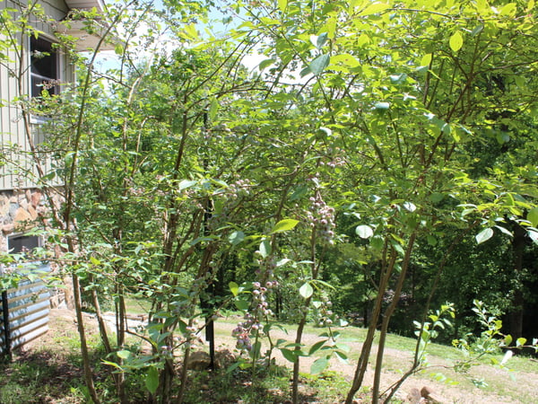 337 Roberson School Rd., Moravian Falls, NC