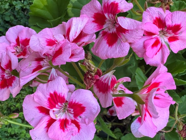 Perennial Gardens