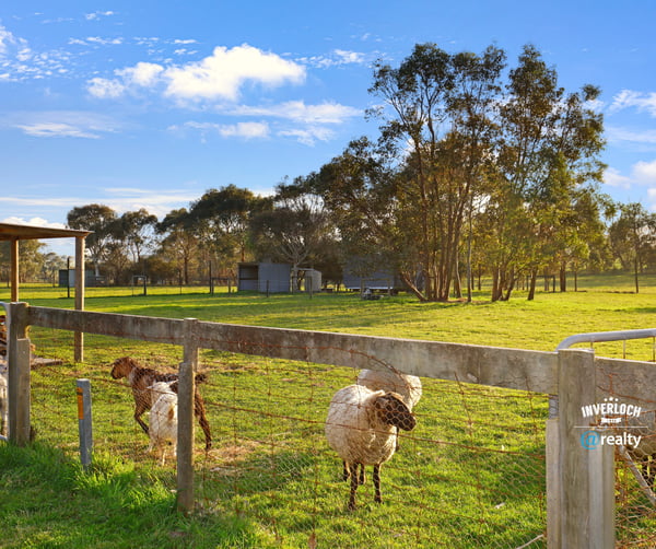 Expansive rural property featuring lush pastures and grazing sheep, perfect for livestock enthusiasts or hobby farmers.