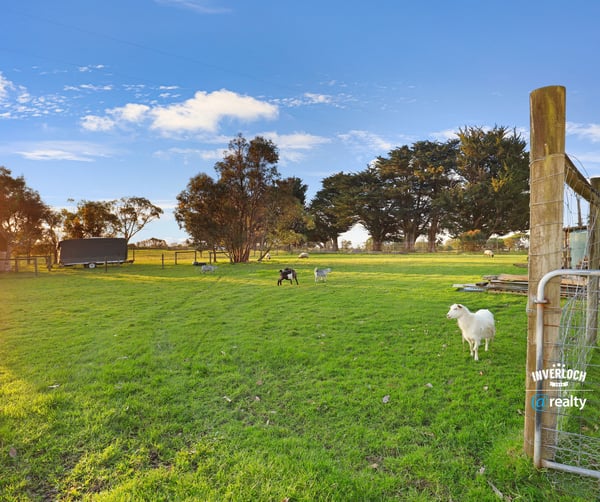 Spacious rural property featuring lush green pastures and grazing sheep, perfect for a tranquil lifestyle.
